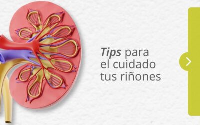 Riñones: esenciales para tu salud 🩺💚